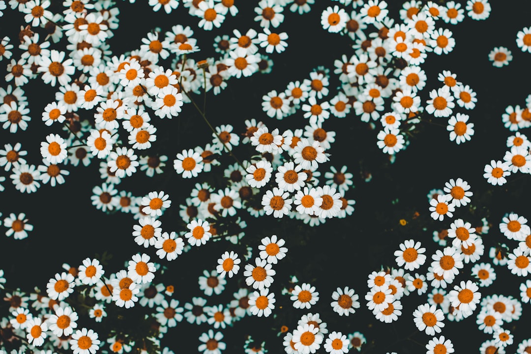 Photo floral pants
